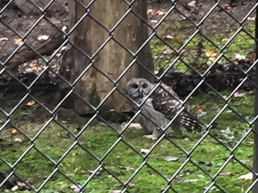 West Virginia State Wildlife Center景点图片