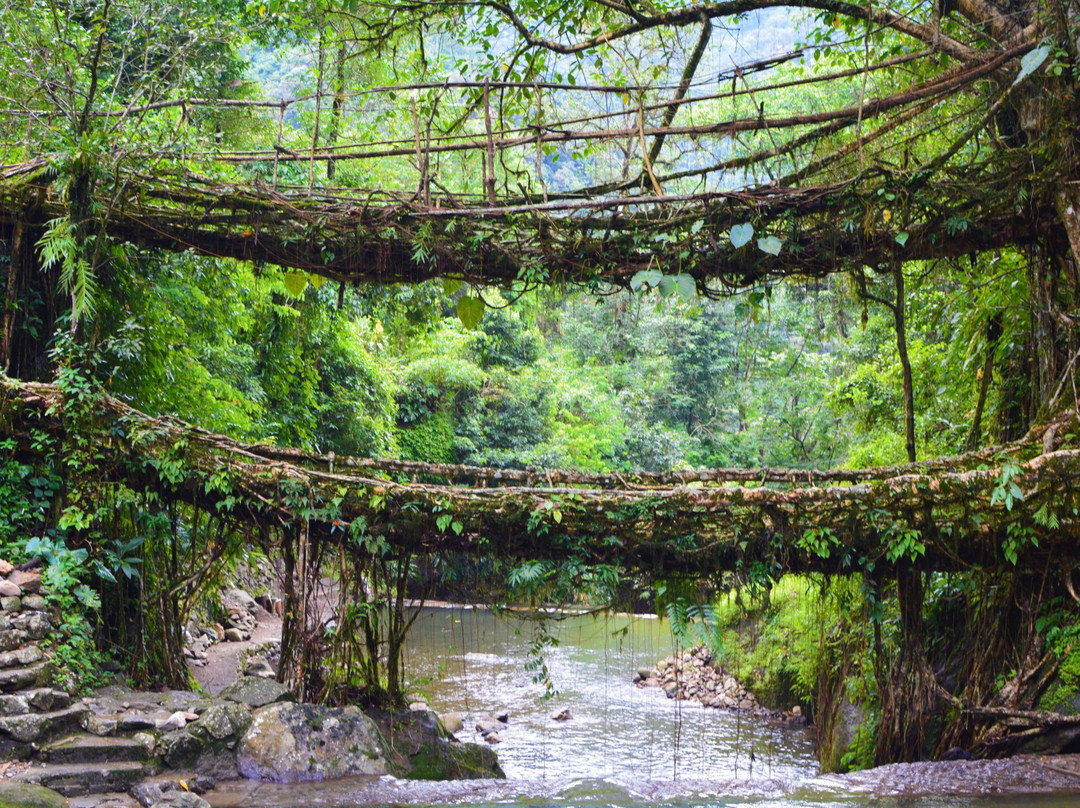 Double Decker Living Root Bridge景点图片