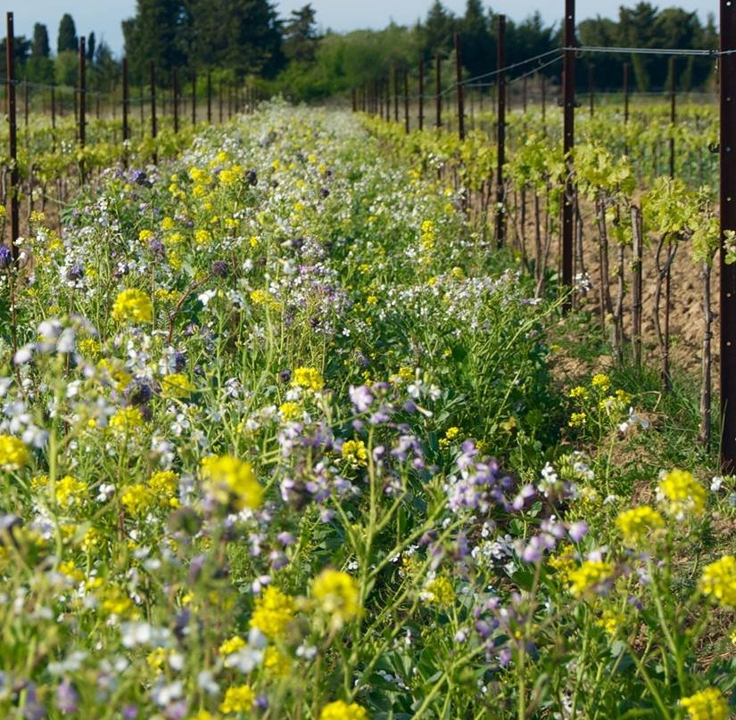 Domaine Henri Milan景点图片