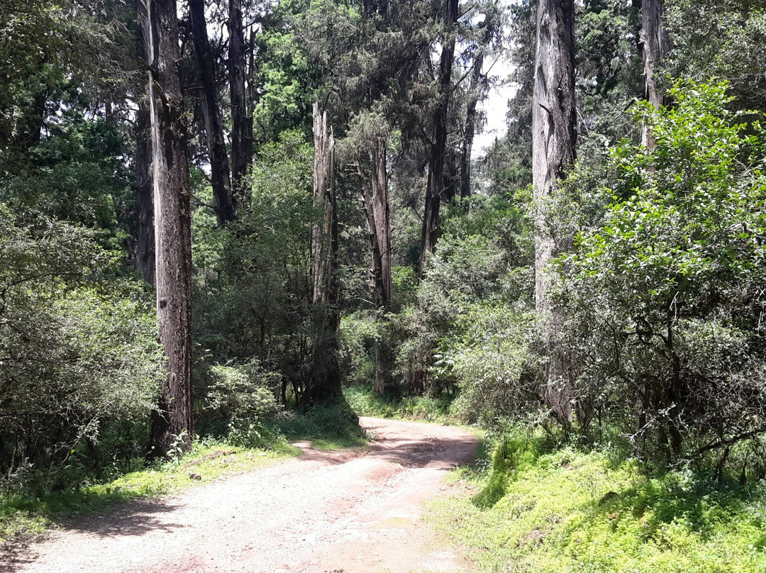 Menagesha Suba Forest Park景点图片