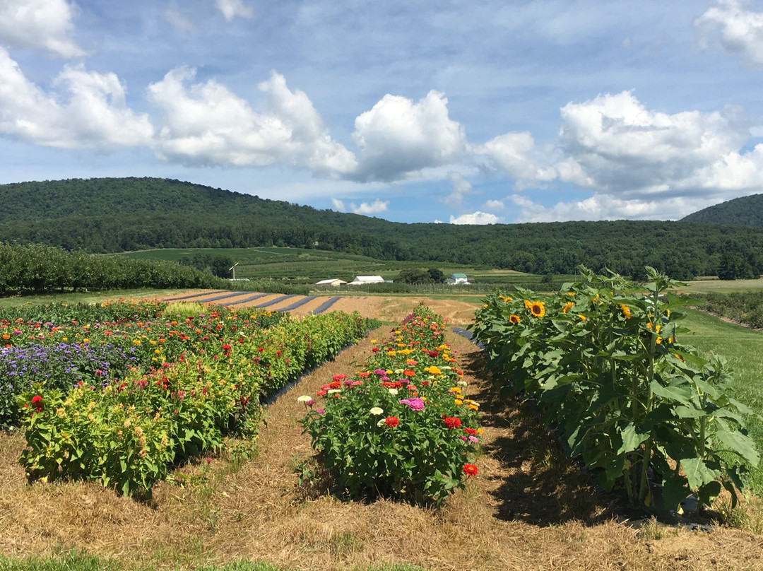 Catoctin Mountain Orchard景点图片