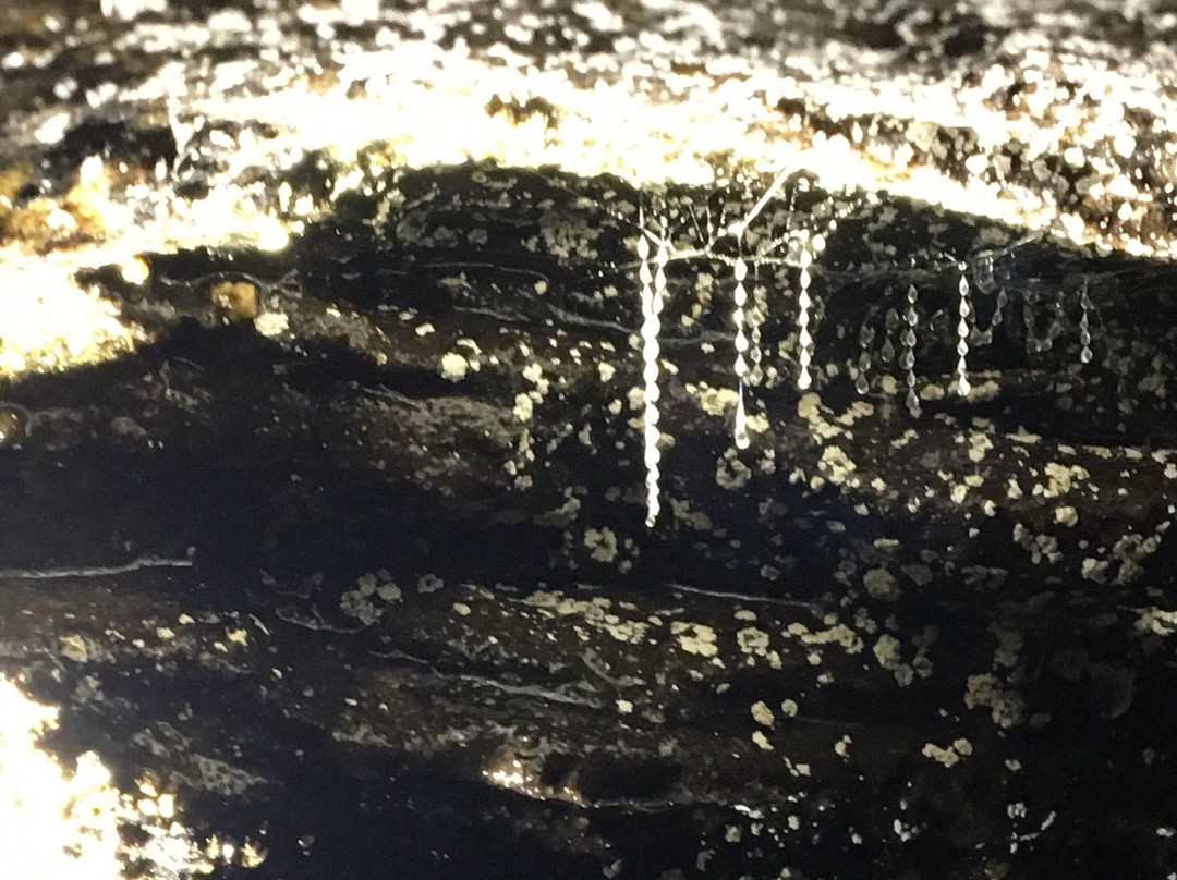 Blue Mountains Glow Worm Tours景点图片