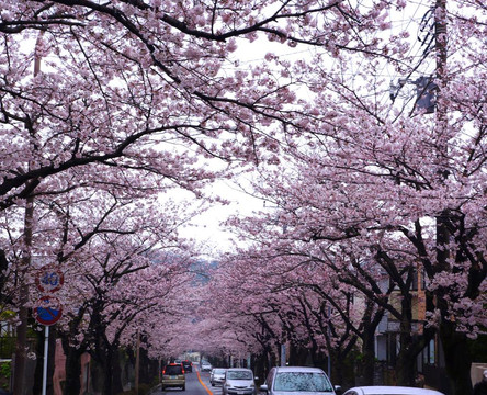 Kamakura Zushi Highland Cherry Blossom Trees-镰仓市必去景点
