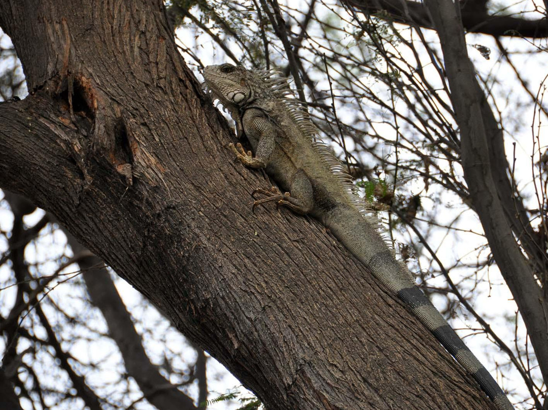 Universidad de Piura-Piura必去景点