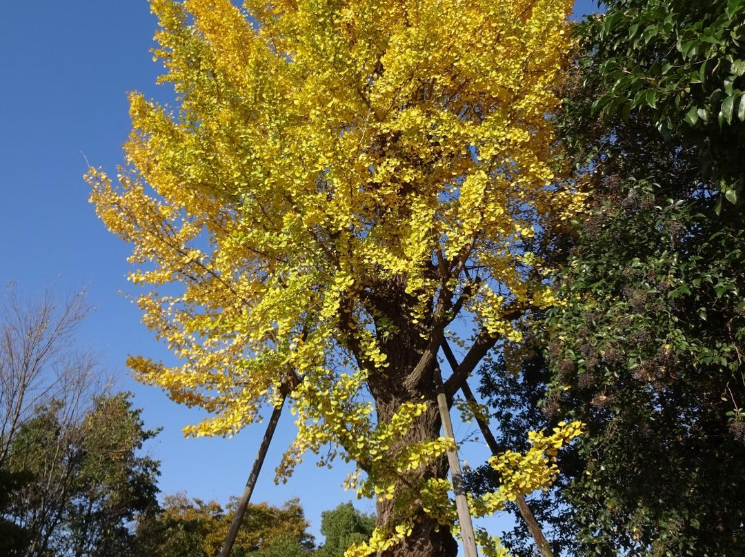 Mihashi Sogo Park-埼玉市必去景点