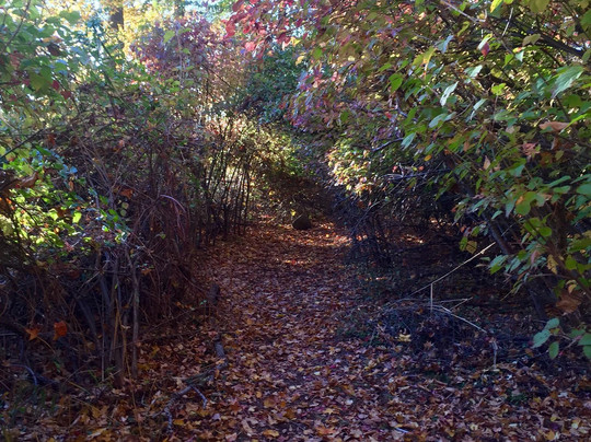 Freshkills Park-斯塔滕岛必去景点