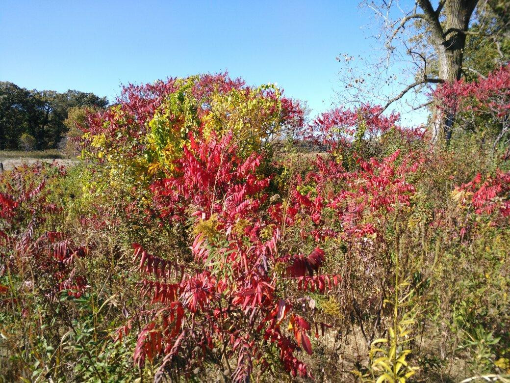 Lake County Forest Preserves-Libertyville必去景点