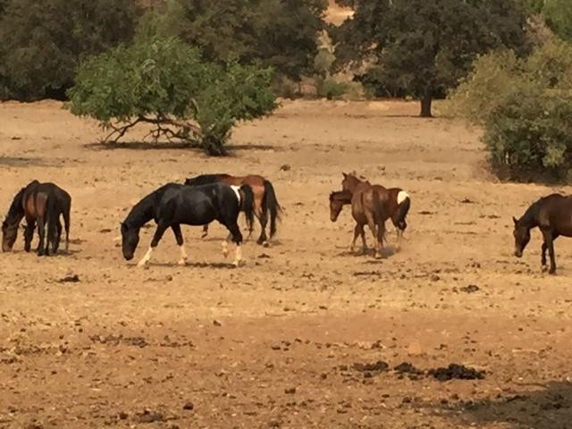 Wild Horse Sanctuary景点图片