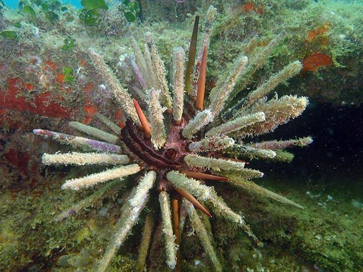 Scuba Life Malta-梅雷赫必去景点