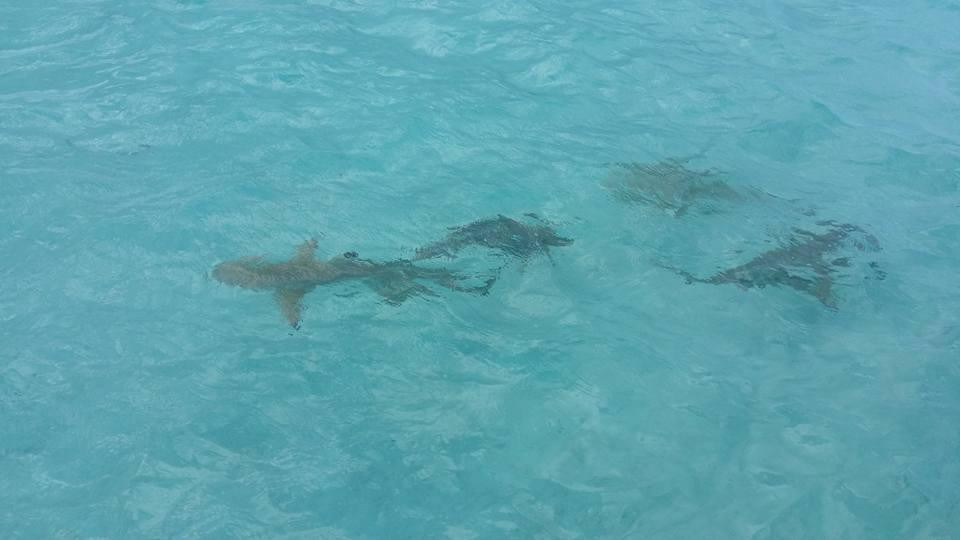 Leopard Rays Trench-波拉波拉岛必去景点