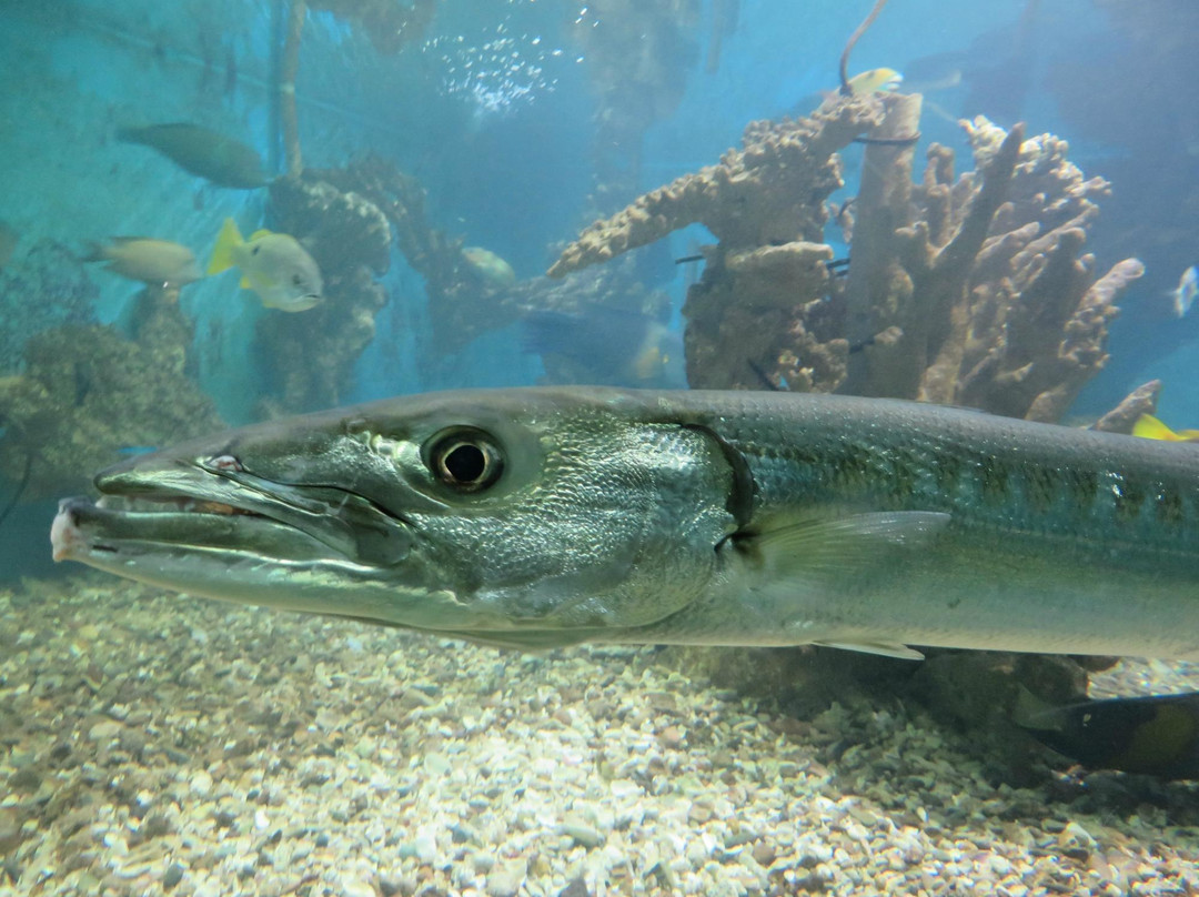 Shaab Abu Ramada/The Aquarium-赫尔格达必去景点