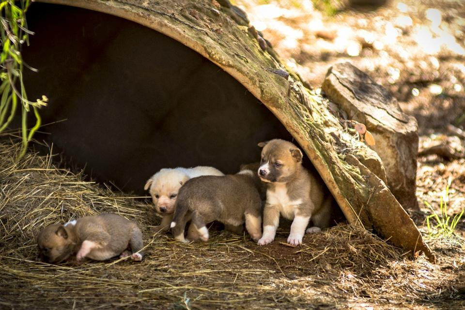 Waterways Wildlife Park-冈尼达必去景点