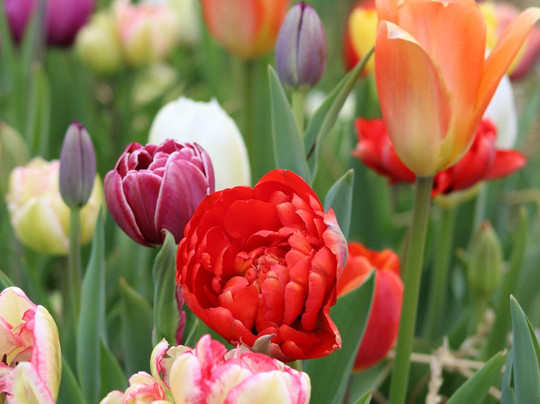 Burnside Farms-Haymarket必去景点