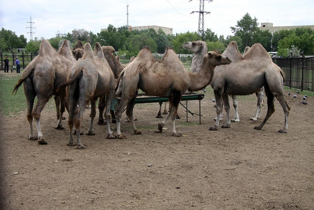 Karaganda State Zoo-加拉干达必去景点