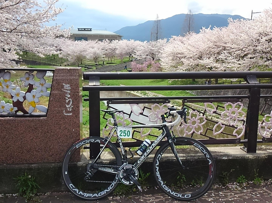 Gose City Sakura Bridge景点图片