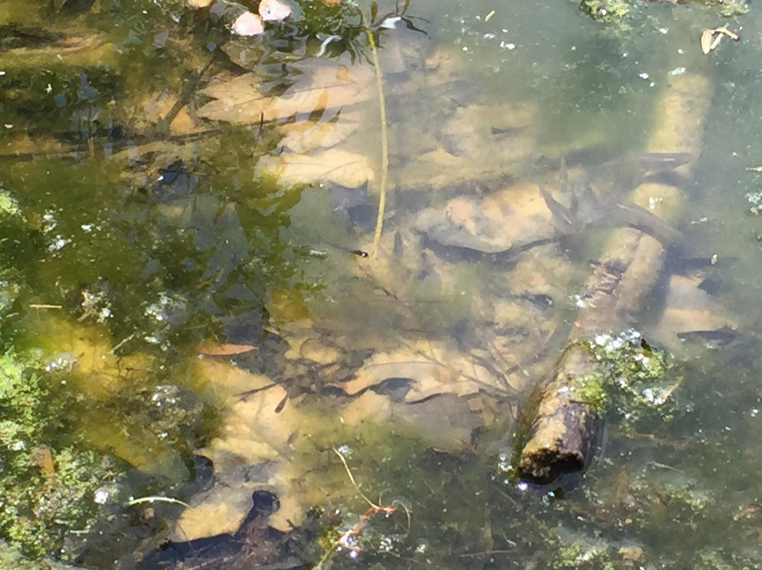 Basil Griffin Park-鲍灵格林必去景点