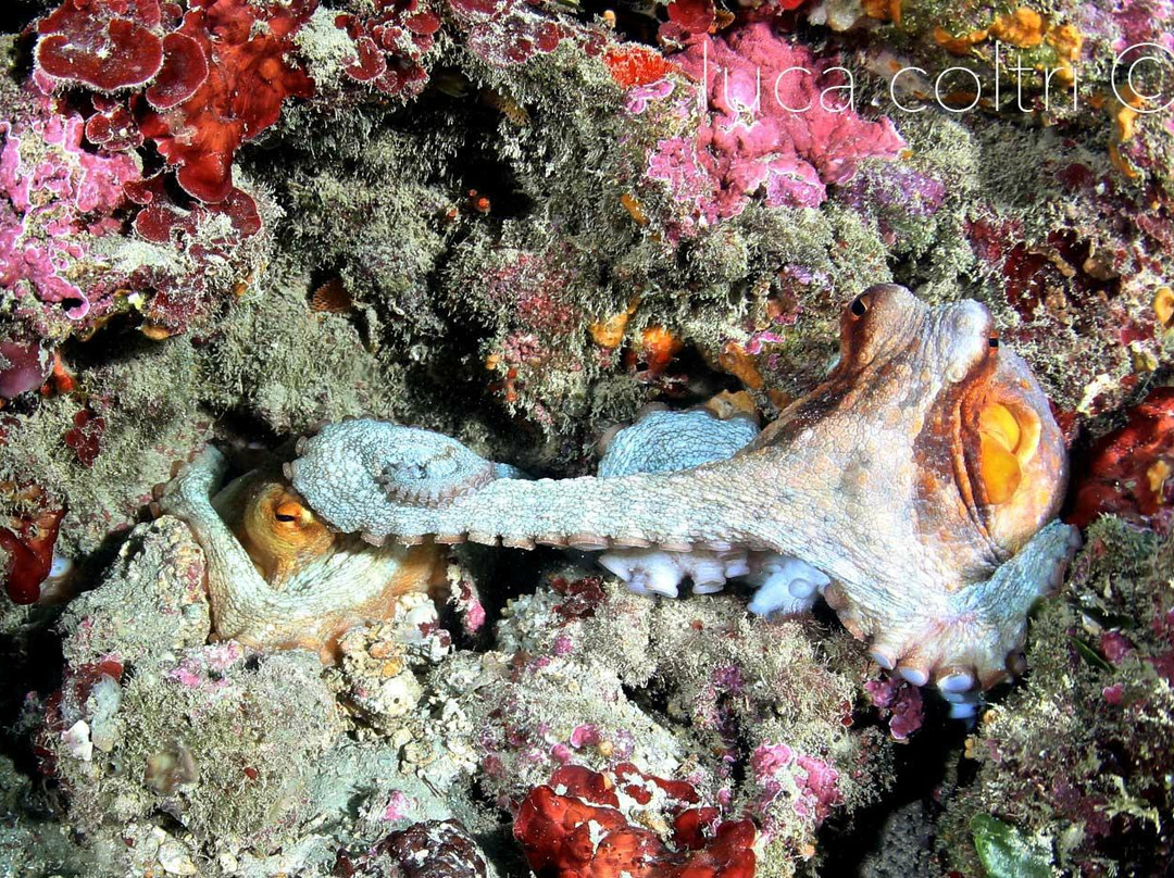 Pianeta Blu Diving Center-文蒂米利亚必去景点