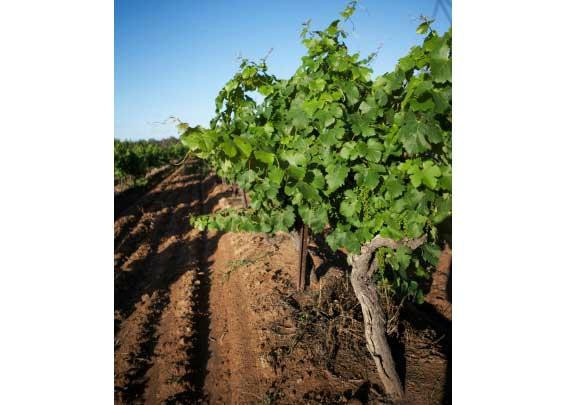 Dingo Tours-兰德威克必去景点