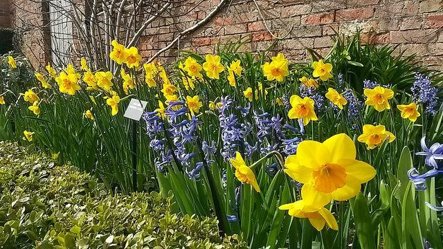 Castle Bromwich Historic Gardens景点图片