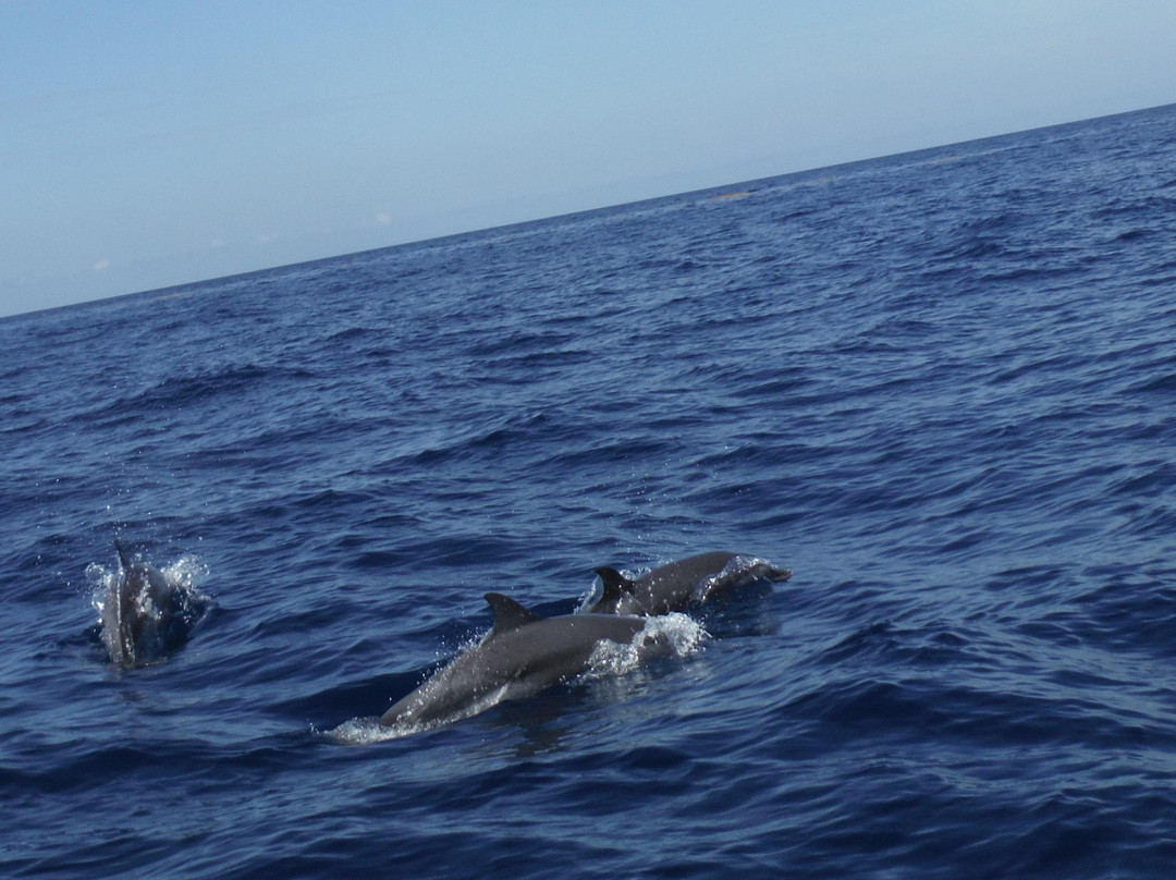 Amphitrite Balade en Mer : Dauphins et Pêche-Case-Pilote必去景点