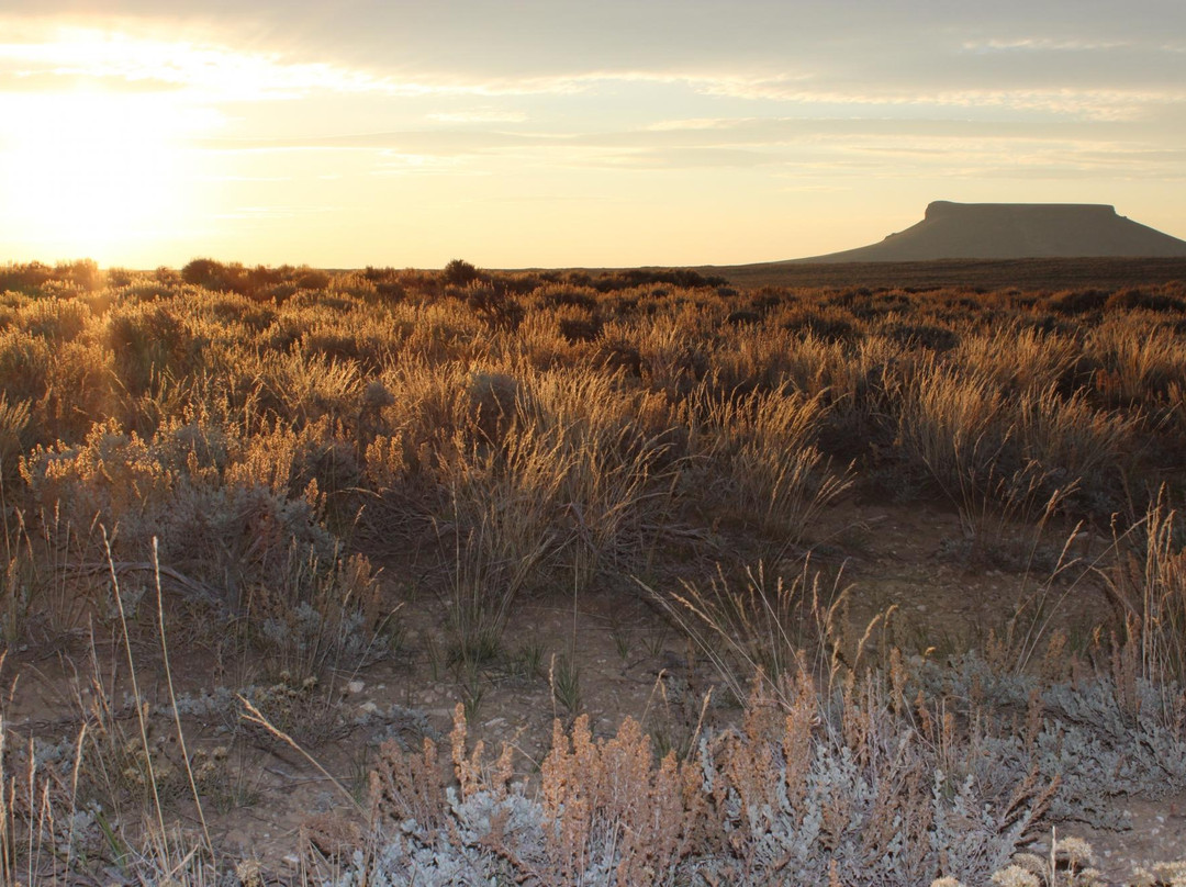 Green River Wild Horse Tours景点图片