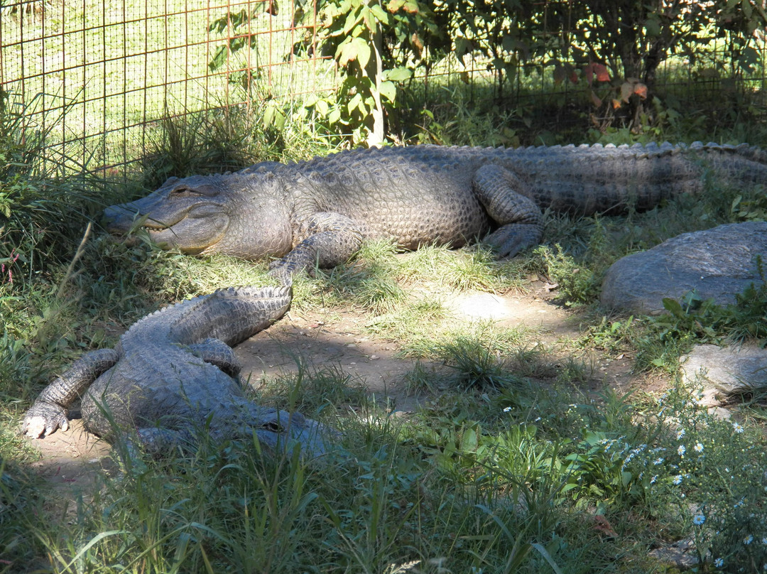 Heaven's Corner Zoo & Animal Sanctuary-West Alexandria必去景点