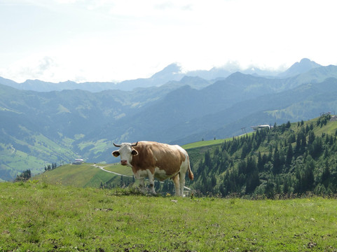 Tourismusverband Grossarltal-果斯萨尔必去景点