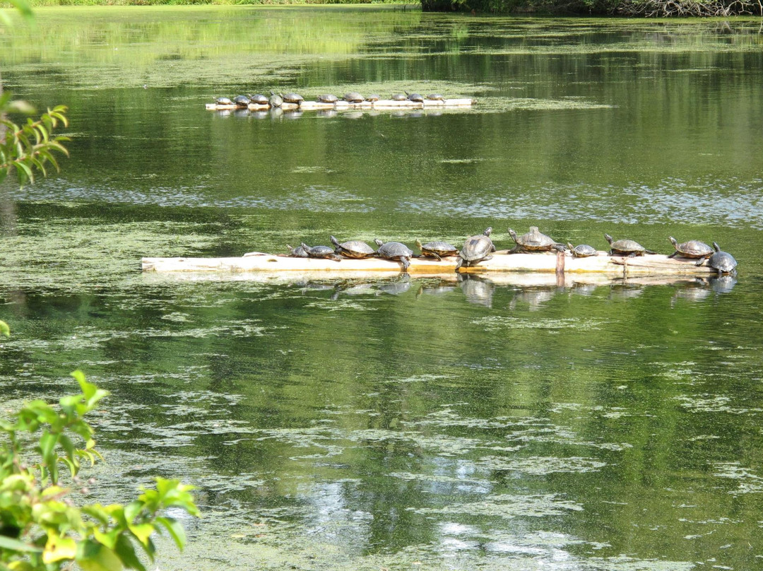 East Setauket Pond Park-East Setauket必去景点