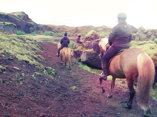 Viking Horses-雷克雅未克必去景点