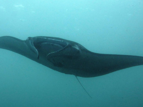Two Fish Divers Lembongan-蓝梦岛必去景点