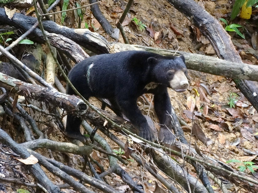 Bornean Sun Bear Conservation Centre-山打根必去景点