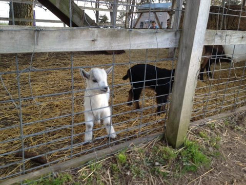 Long Acre Farms-Macedon必去景点