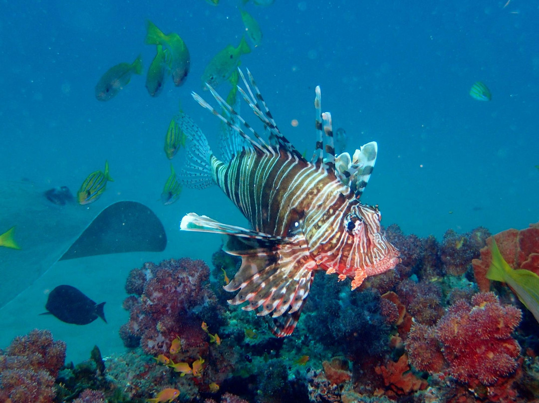 Simply Scuba Dive Charters-Ponta do Ouro必去景点