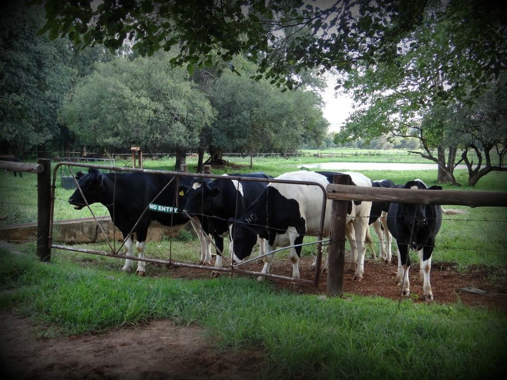 Irene Farm-三图里恩必去景点