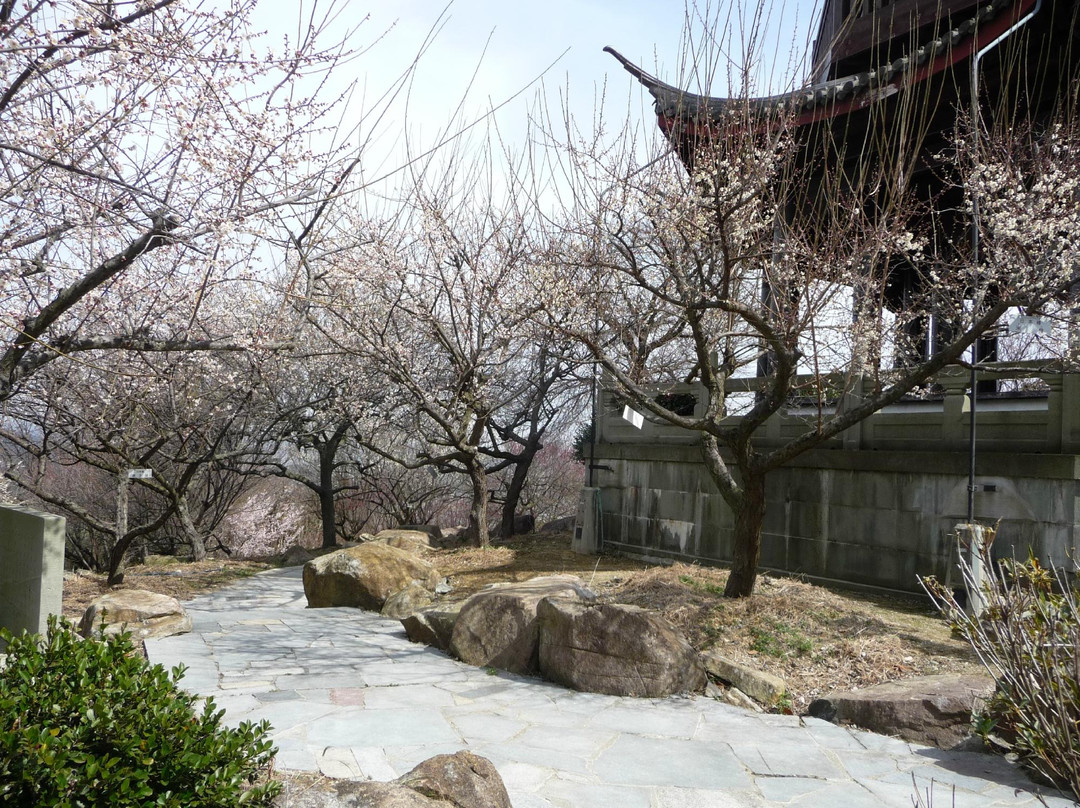 Ume Tree Parks-龙野市必去景点