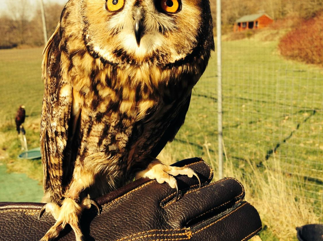 East Sussex Falconry景点图片