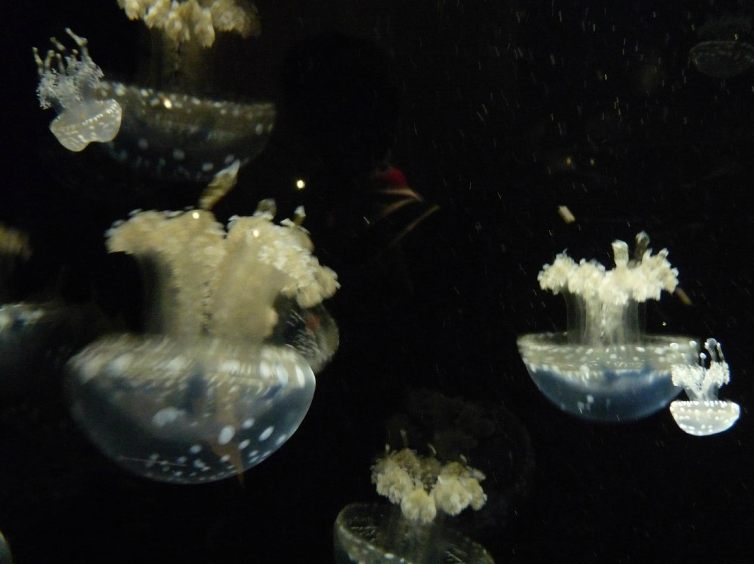 新英格兰水族馆景点图片