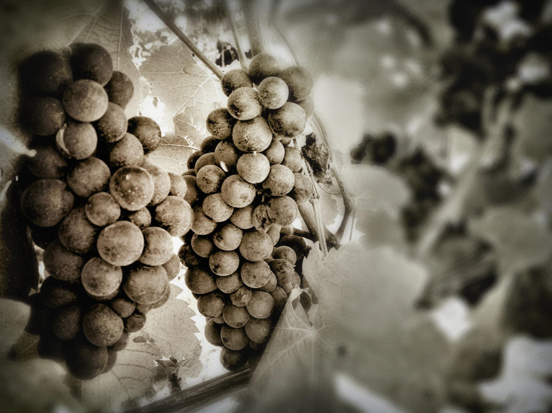 Sokol Blosser Tasting Room & Winery景点图片