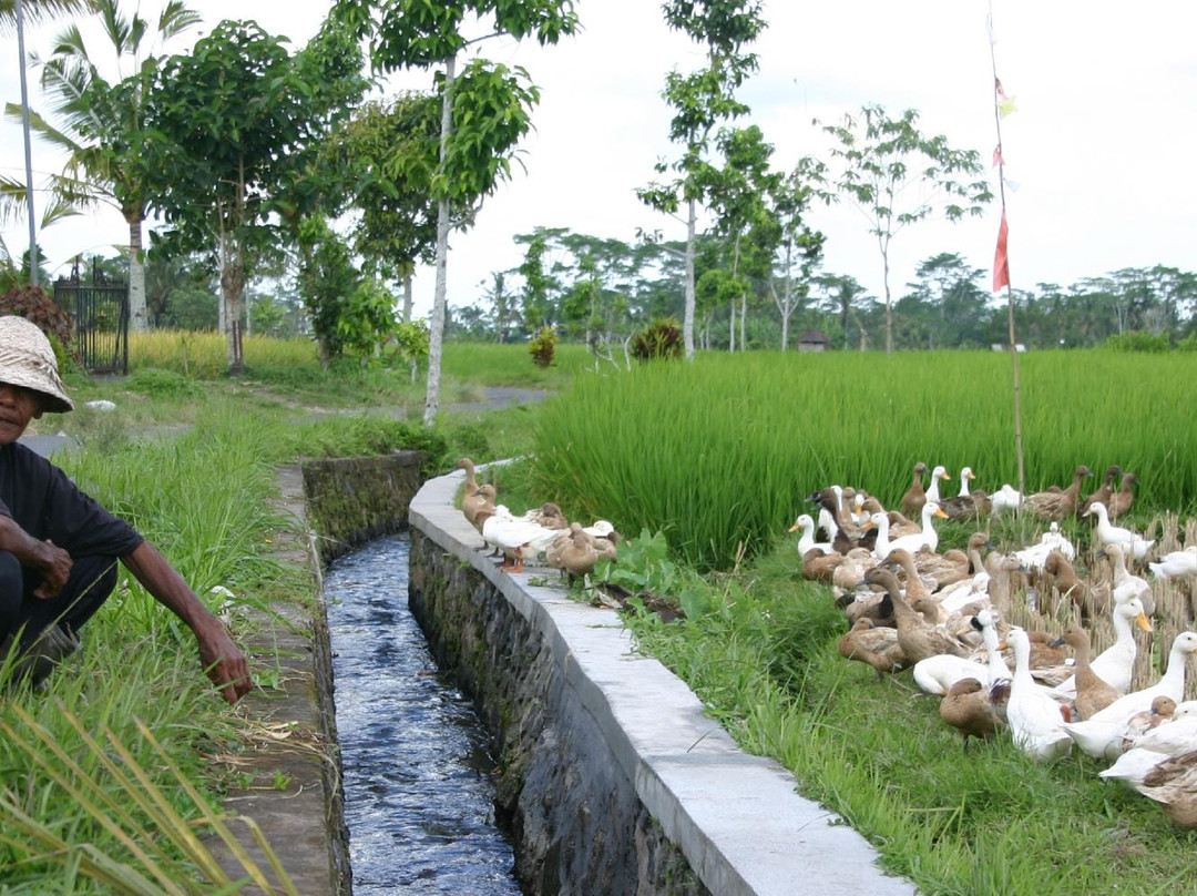 巴厘岛骑行景点图片