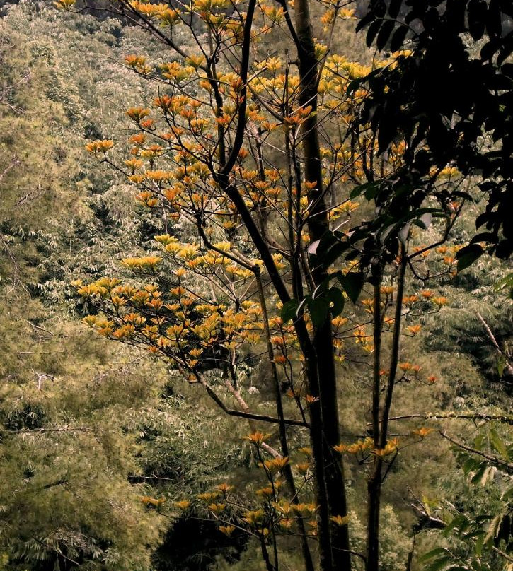 Mount Bunder-茂物必去景点