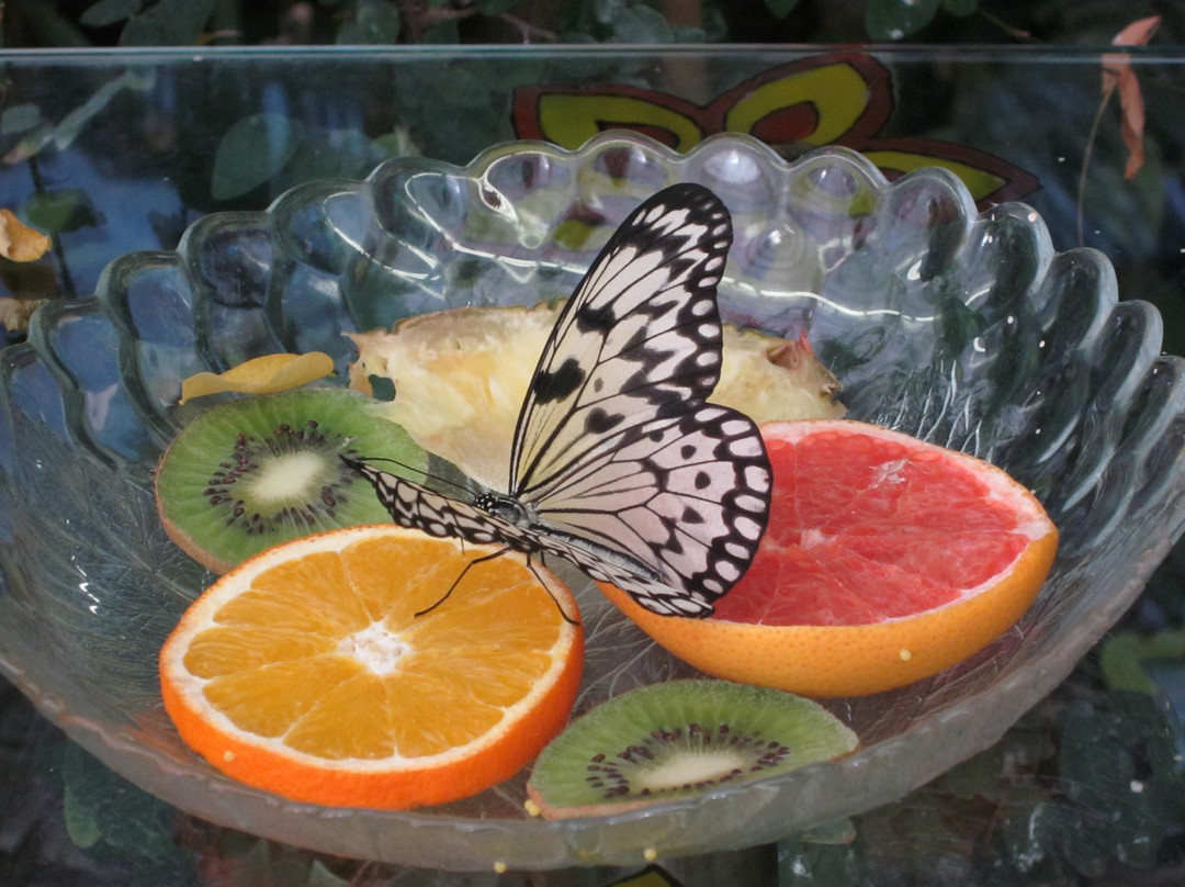 Butterfly House Elbauenpark-马格德堡必去景点