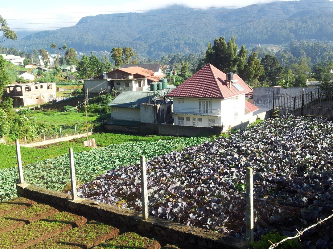 Nanu Oya酒店住宿-布什茶酒店