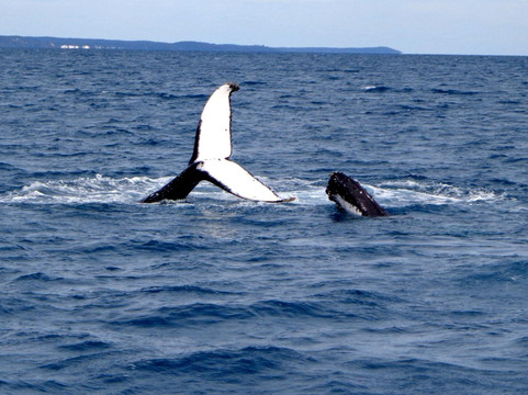 Freedom Whale Watch-赫维湾必去景点