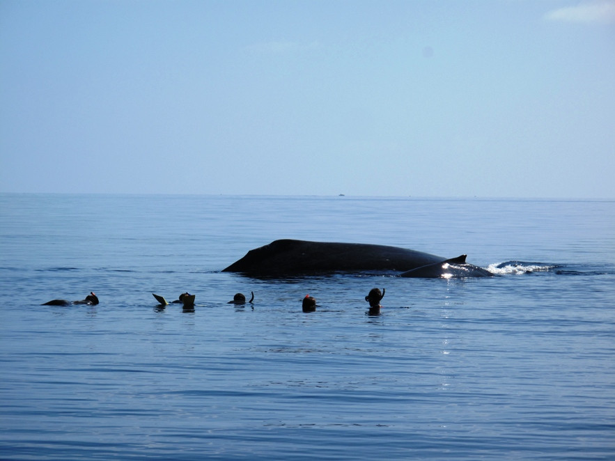 Ha'apai Whale and Sail Ltd-Uoleva Island必去景点