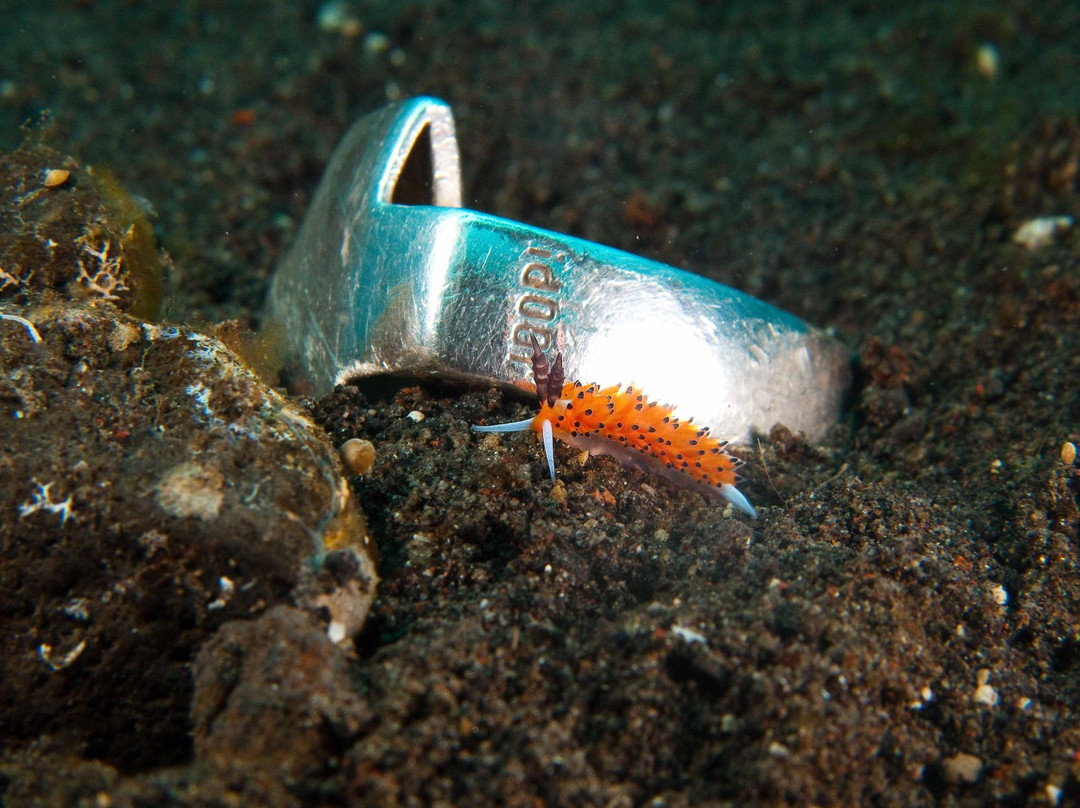 Matahari Tulamben Dive Center-图兰本必去景点