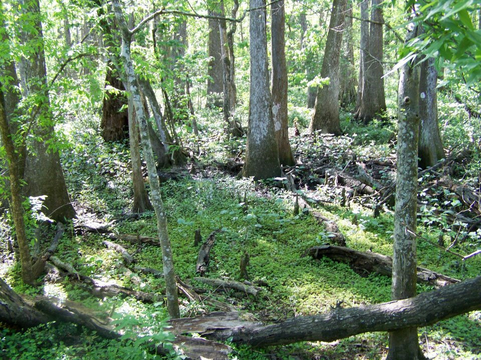 Bluebonnet Swamp Nature Center-巴吞鲁日必去景点