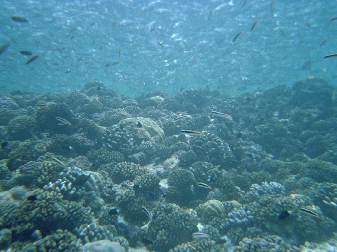 Rangiroa Plongee景点图片