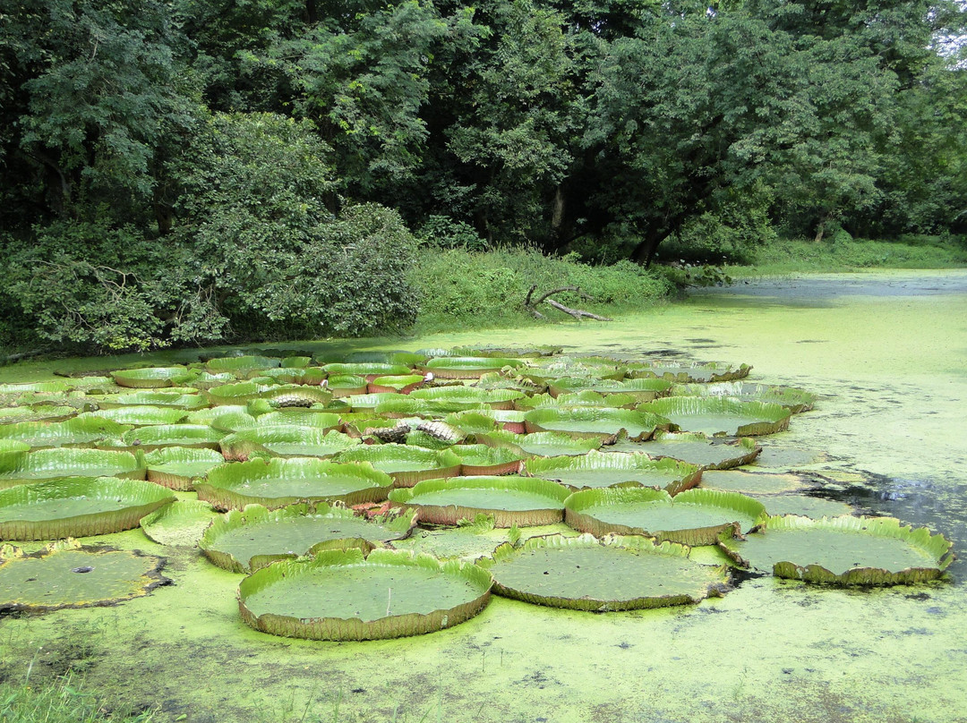 Acharya Jagadish Chandra Bose Indian Botanic Garden-Howrah必去景点