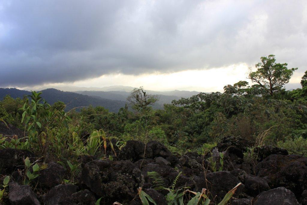 Jacamar Naturalist Tours-福德圣卡洛斯必去景点