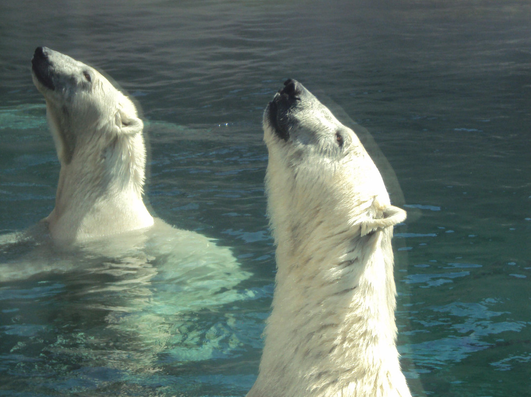 哥伦布动物园-Powell必去景点